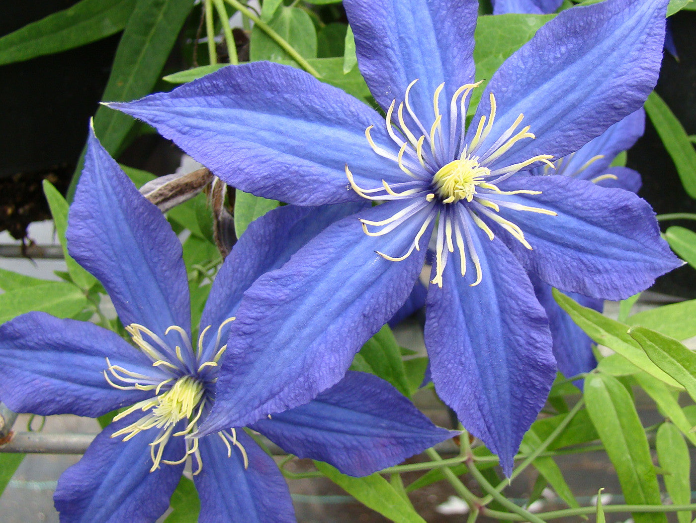 Clematis Rhapsody, Large Flowered Clematis - Brushwood Nursery, Clematis Specialists