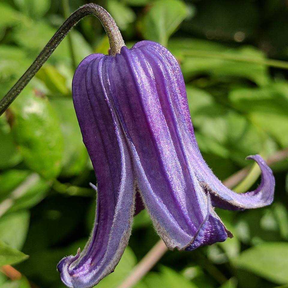 Clematis Rooguchi, Small Flowered Clematis - Brushwood Nursery, Clematis Specialists