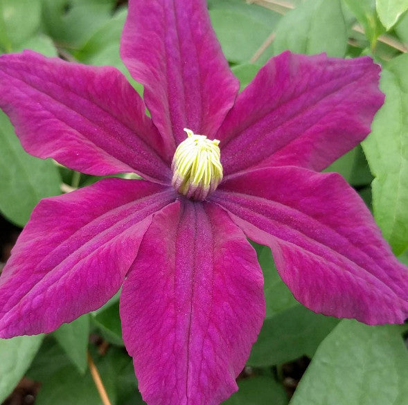 Clematis Rosemoor, Large Flowered Clematis - Brushwood Nursery, Clematis Specialists