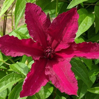 Clematis Ruutel