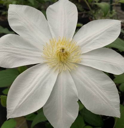 Clematis Saalomon