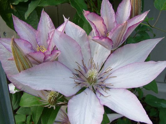 Clematis Samaritan Jo, Large Flowered Clematis - Brushwood Nursery, Clematis Specialists