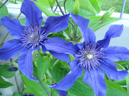 Clematis Sapphire Indigo, Non-Vining Clematis - Brushwood Nursery, Clematis Specialists