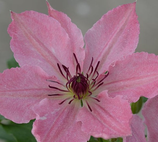 Clematis Sarah Elizabeth