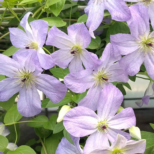 Clematis Sea Breeze, Small Flowered Clematis - Brushwood Nursery, Clematis Specialists