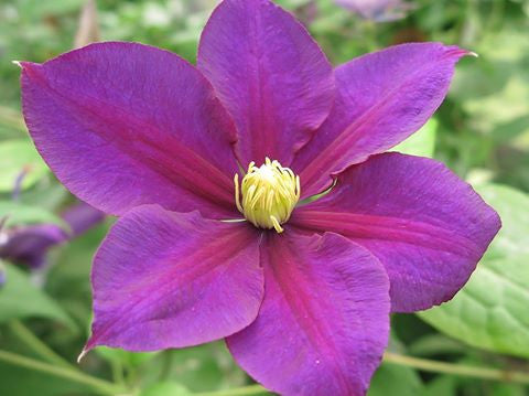 Clematis Serenata | Brushwood Nursery, Clematis Specialists