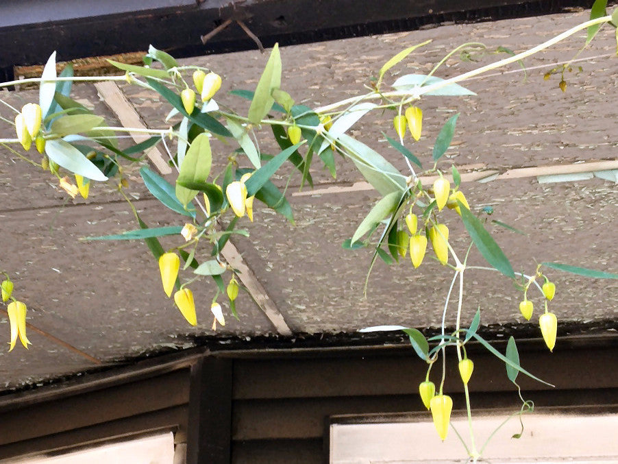 Clematis Sichuan Sunshine, Small Flowered Clematis - Brushwood Nursery, Clematis Specialists