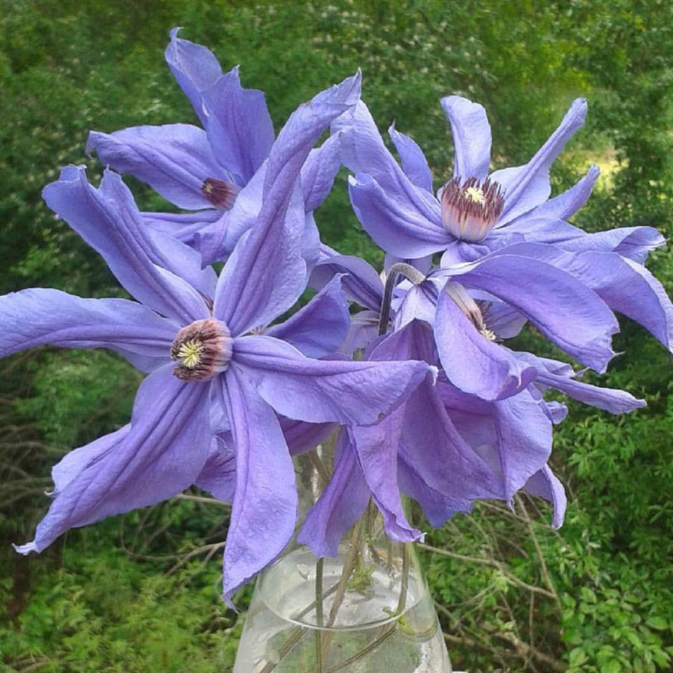 Clematis Sizaja Ptitsa, Small Flowered Clematis - Brushwood Nursery, Clematis Specialists