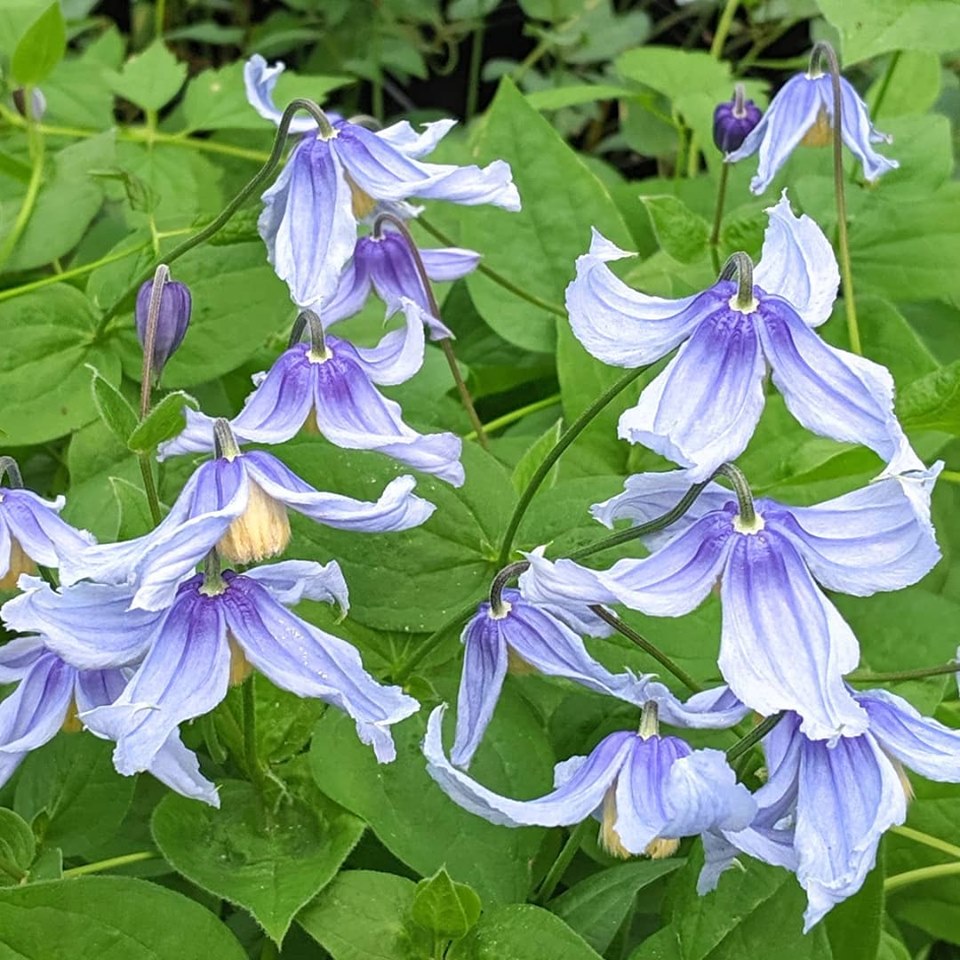 Clematis Stand By Me, Non-Vining Clematis - Brushwood Nursery, Clematis Specialists