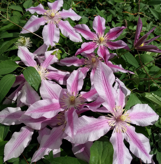 Clematis Sugar Candy, Large Flowered Clematis - Brushwood Nursery, Clematis Specialists