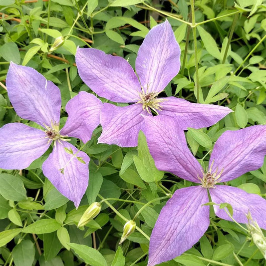 Clematis Sunny Sky, Small Flowered Clematis - Brushwood Nursery, Clematis Specialists