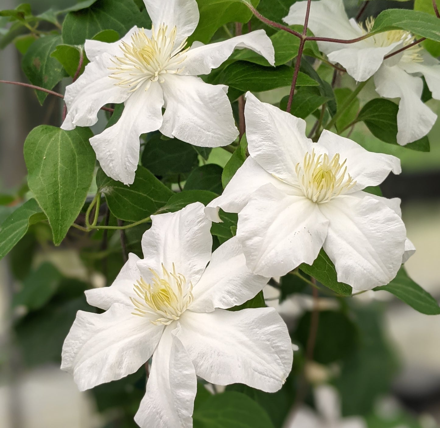 Clematis Sylvia Denny