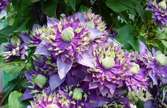 Clematis Taiga, Large Flowered Clematis - Brushwood Nursery, Clematis Specialists