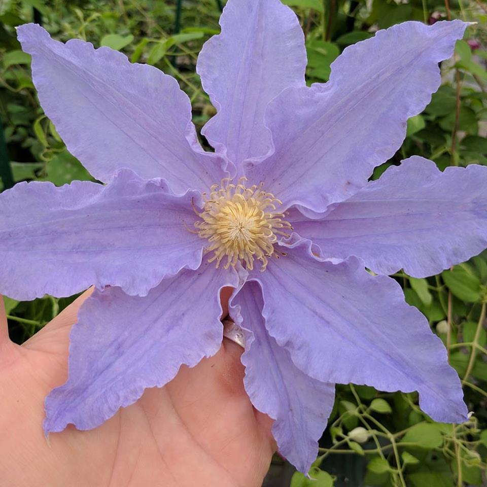 Clematis Tartu, Large Flowered Clematis - Brushwood Nursery, Clematis Specialists