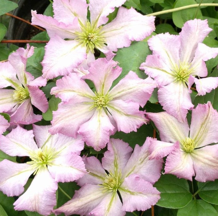 Clematis Tentel