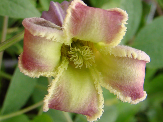 Clematis Titipu, Small Flowered Clematis - Brushwood Nursery, Clematis Specialists