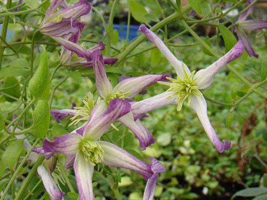 Clematis triternata Rubromarginata, Small Flowered Clematis - Brushwood Nursery, Clematis Specialists