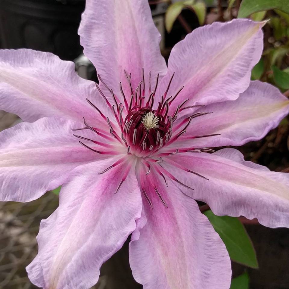 Clematis Unzen, Large Flowered Clematis - Brushwood Nursery, Clematis Specialists