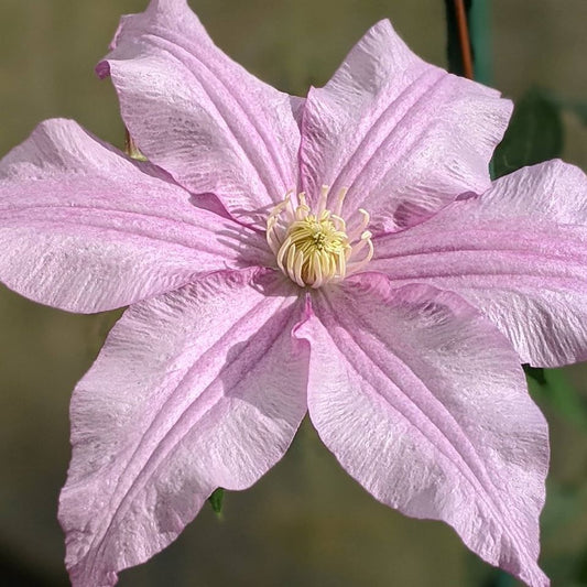 Clematis Vancouver Morning Mist, Large Flowered Clematis - Brushwood Nursery, Clematis Specialists