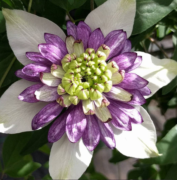 Clematis Viennetta, Large Flowered Clematis - Brushwood Nursery, Clematis Specialists