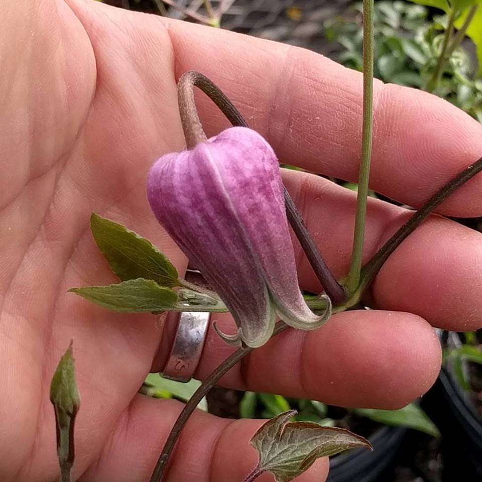 Clematis vinacea, Small Flowered Clematis - Brushwood Nursery, Clematis Specialists