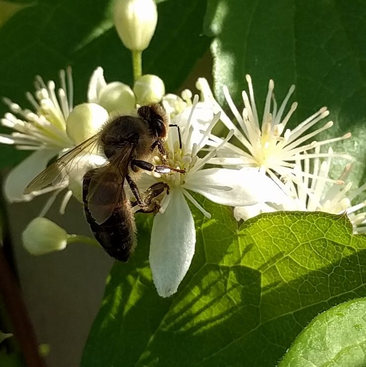 Clematis virginiana, Native Vines - Brushwood Nursery, Clematis Specialists