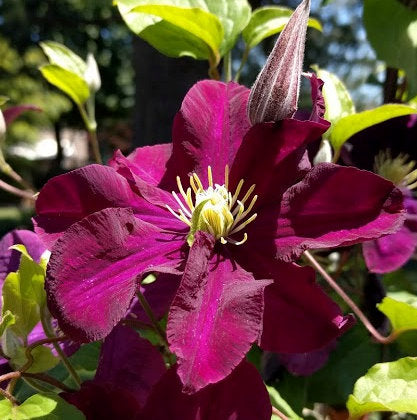 Clematis Warsaw Nike, Small Flowered Clematis - Brushwood Nursery, Clematis Specialists