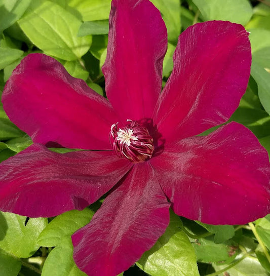 Clematis Westerplatte, Large Flowered Clematis - Brushwood Nursery, Clematis Specialists