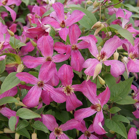 Clematis Wonderful, Small Flowered Clematis - Brushwood Nursery, Clematis Specialists