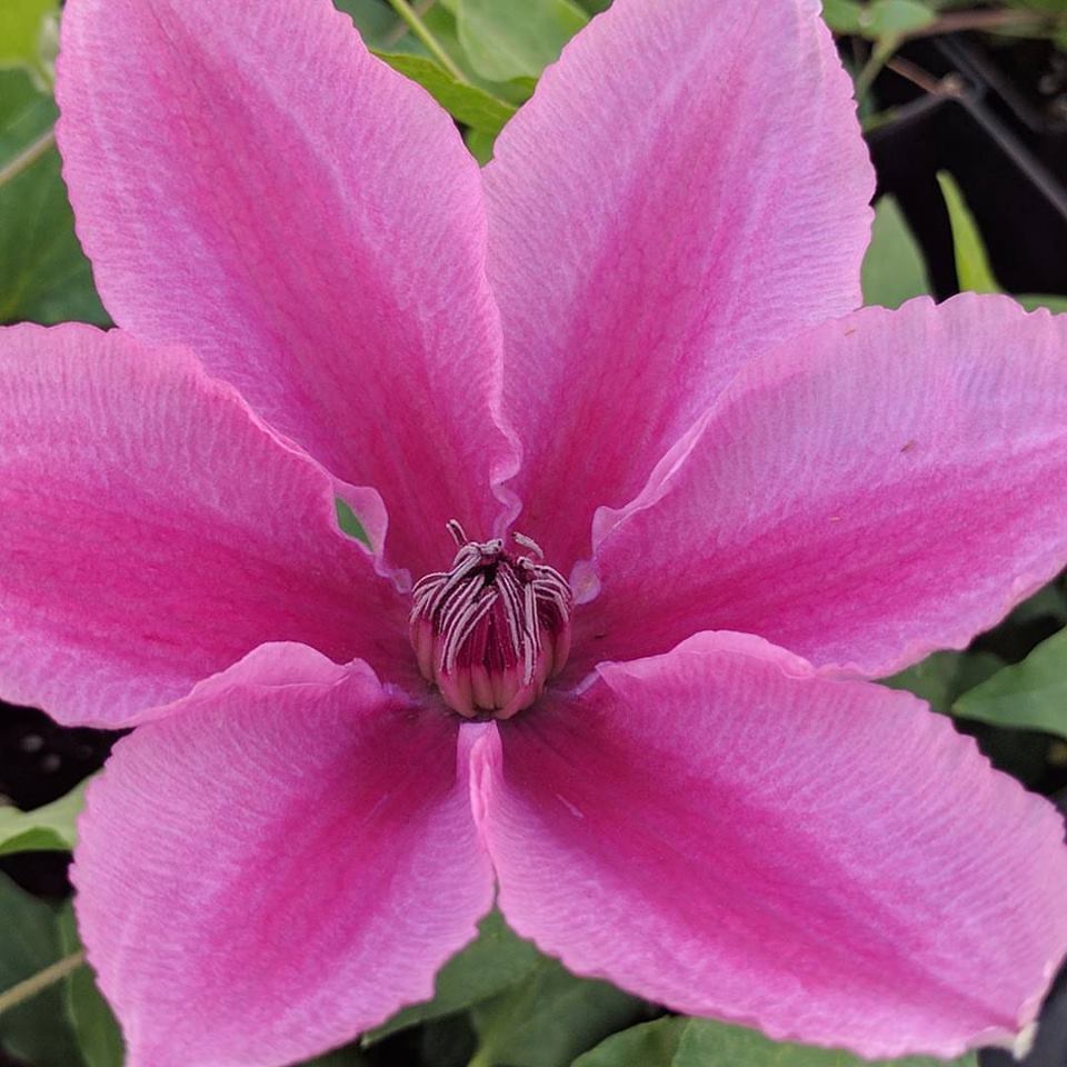 Clematis Yuan, Large Flowered Clematis - Brushwood Nursery, Clematis Specialists