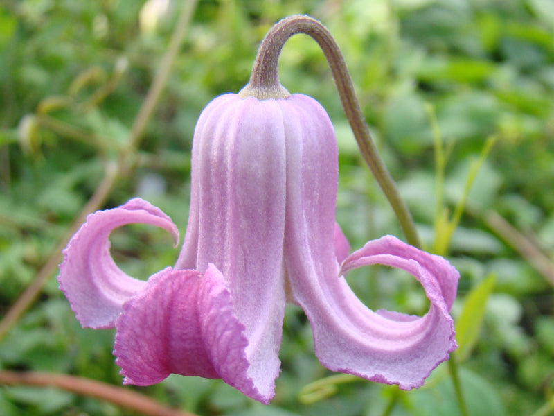 Clematis Ada Moon, Small Flowered Clematis - Brushwood Nursery, Clematis Specialists