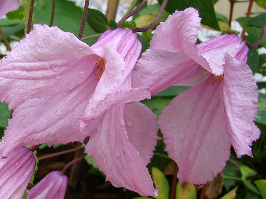 Clematis Alionushka, Non-Vining Clematis - Brushwood Nursery, Clematis Specialists