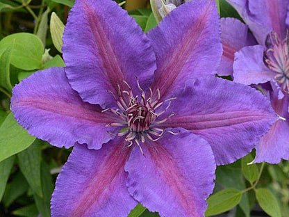 Clematis Edda, Large Flowered Clematis - Brushwood Nursery, Clematis Specialists