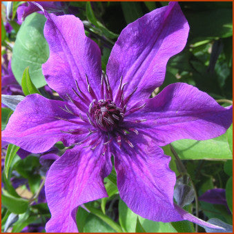 Clematis Guiding Promise | Brushwood Nursery, Clematis Specialists