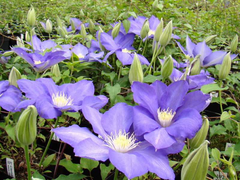 Clematis H F Young, Large Flowered Clematis - Brushwood Nursery, Clematis Specialists