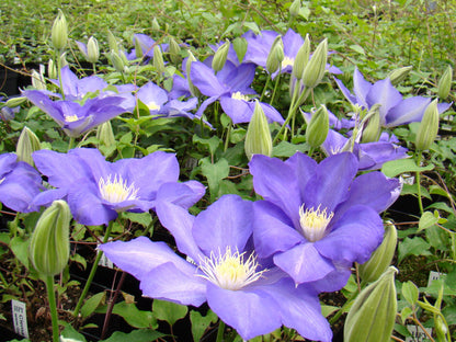 Clematis H F Young, Large Flowered Clematis - Brushwood Nursery, Clematis Specialists