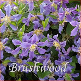 Clematis Juuli, Small Flowered Clematis - Brushwood Nursery, Clematis Specialists