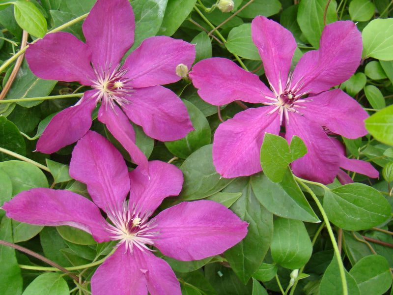 Clematis Kommerei, Large Flowered Clematis - Brushwood Nursery, Clematis Specialists