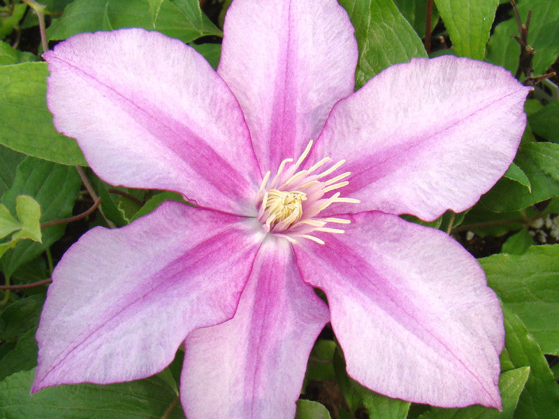 Clematis Lasting Love | Brushwood Nursery, Clematis Specialists