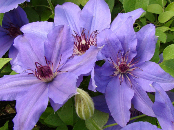 Clematis Parisienne, Large Flowered Clematis - Brushwood Nursery, Clematis Specialists