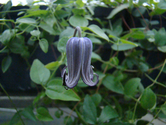 Clematis pitcheri, Native Vines - Brushwood Nursery, Clematis Specialists