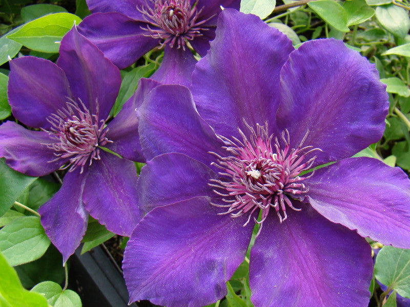 Clematis Sano No Murasaki | Brushwood Nursery, Clematis Specialists