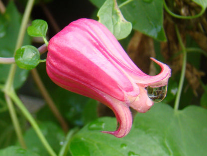 Clematis texensis, Native Vines - Brushwood Nursery, Clematis Specialists