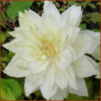 Clematis Yukiokoshi, Large Flowered Clematis - Brushwood Nursery, Clematis Specialists