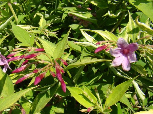 Jasminum beesianum, Jasmines - Brushwood Nursery, Clematis Specialists