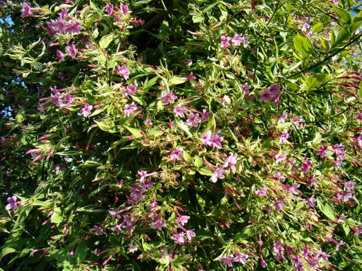 Jasminum beesianum, Jasmines - Brushwood Nursery, Clematis Specialists