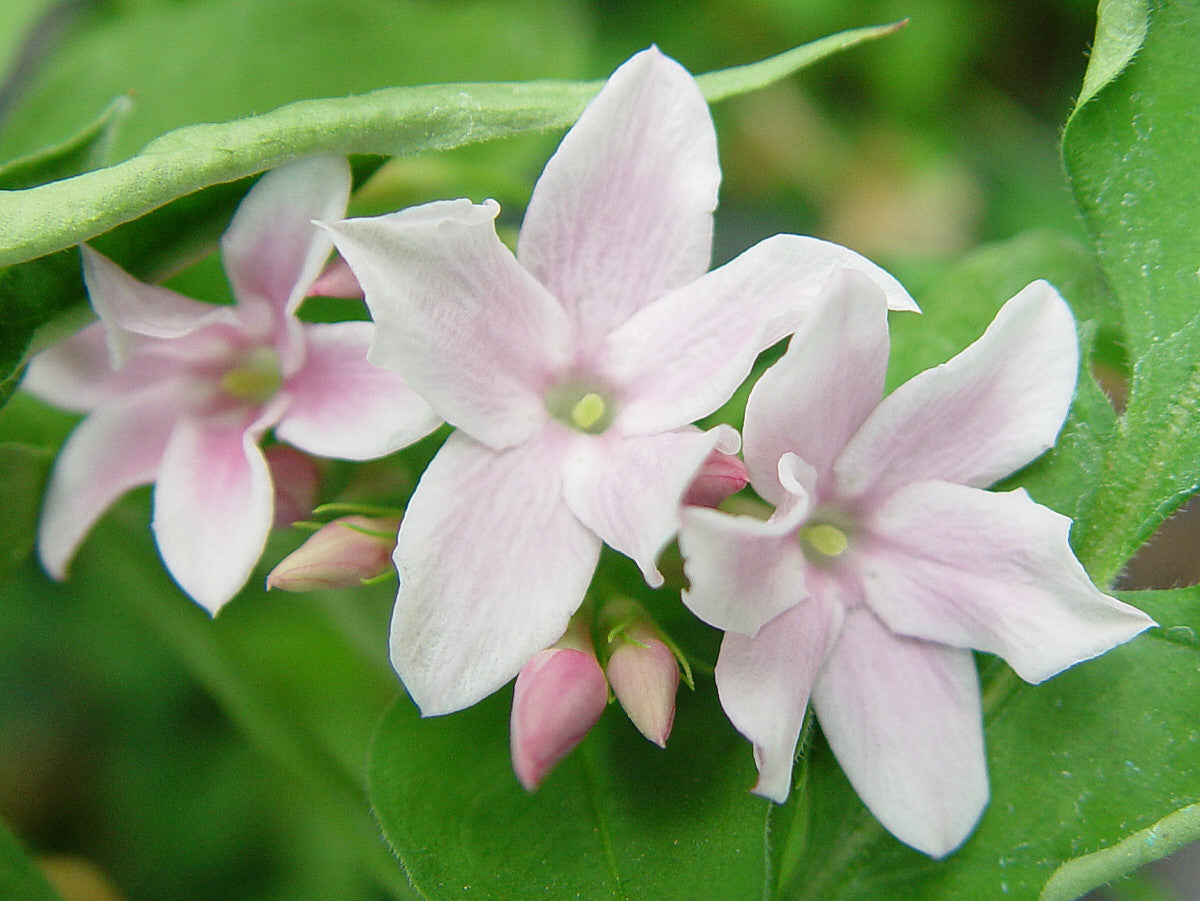 Jasminum Stephanense, Jasmines - Brushwood Nursery, Clematis Specialists