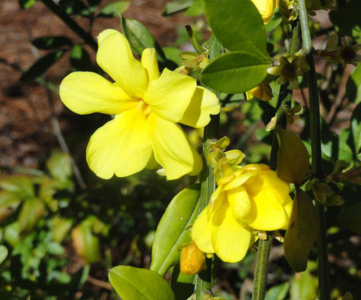 Jasmine Sunglo, Jasmines - Brushwood Nursery, Clematis Specialists