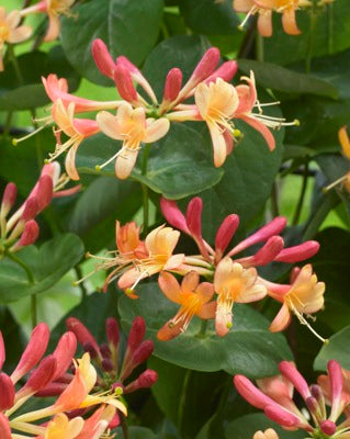 Lonicera Celestial, Lonicera: Honeysuckle - Brushwood Nursery, Clematis Specialists