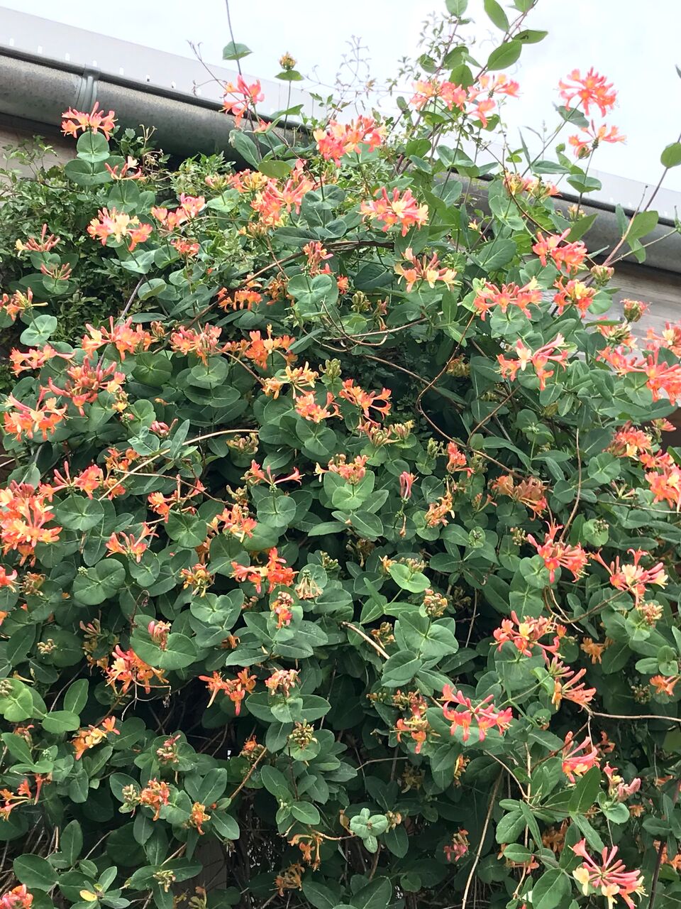 Lonicera Celestial, Lonicera: Honeysuckle - Brushwood Nursery, Clematis Specialists